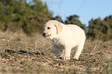 LABRADOR 679